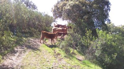 Finca rústica 160 hc en rosal de la frontera 500.000€ - 3