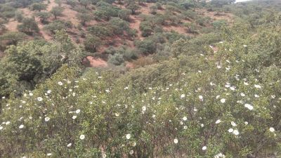 Finca rústica 160 hc en rosal de la frontera 500.000€ - 2