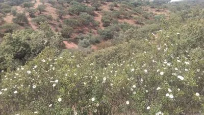 Finca rústica 160 hc en rosal de la frontera 500.000€ - 2