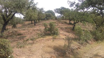 Finca rústica 160 hc en rosal de la frontera 500.000€ - 4