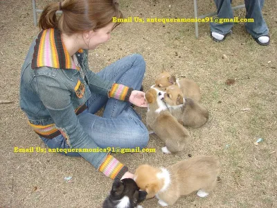 Nianga macho y hembre corgi cachorros disponible - 2