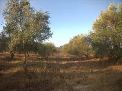 Finca carretera niebla/rociana 12.000€