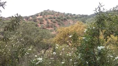 Finca rústica 160 hc en rosal de la frontera 500.000€