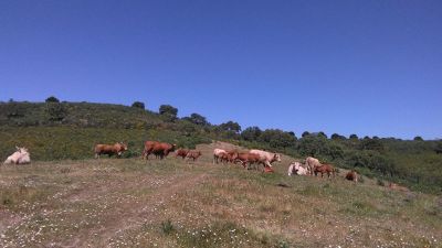 Finca rústica 160 hc en rosal de la frontera 500.000€ - 5