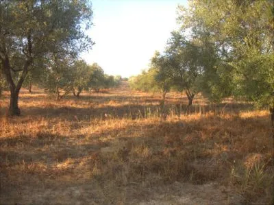 Finca camino niebla rociana 5.200€ - 3