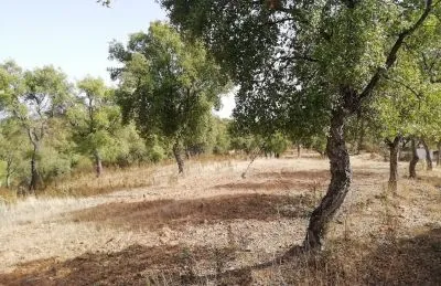 Espectacular finca rústica de 300 ha en la sierra de huelva – coto de caza, manantiales y acceso directo - 2