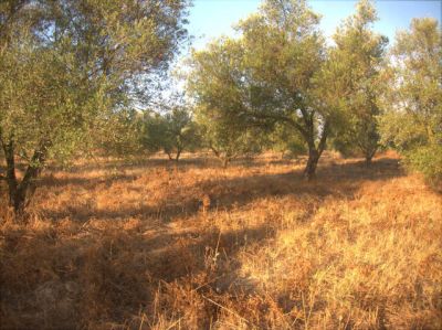 Finca camino niebla rociana 5.200€