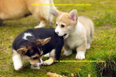 Nianga macho y hembre corgi cachorros disponible